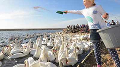 Offer image for: Abbotsbury Swannery - 20% discount