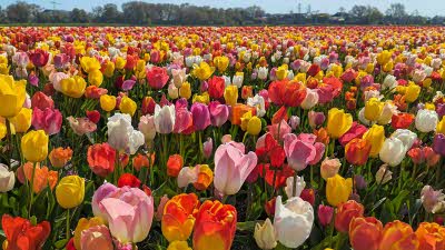 Keukenhof Tulip Majesty: Radiant Pink and Orange Tulips in Netherlands' Spring 
