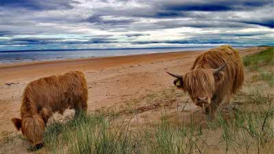 A blue and white cloudy sky over the water leading to the sandy beach with two long haired cows close up