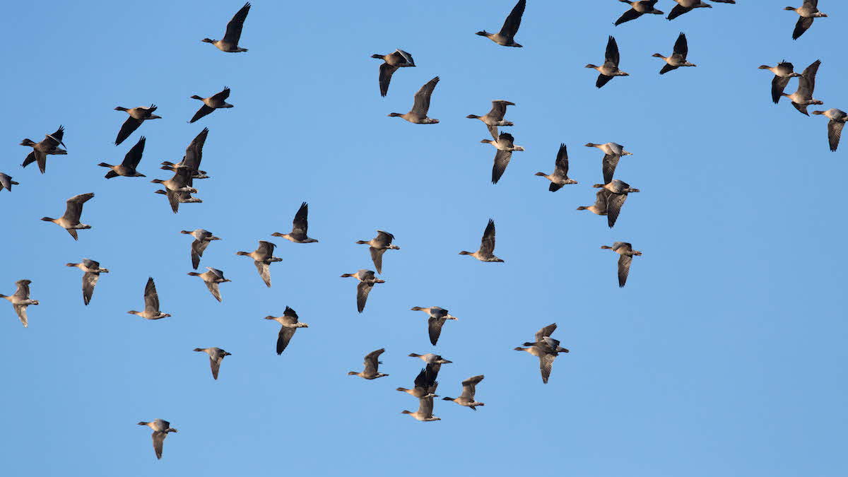 Photo of many pink-footed geese flying in the bright, blue sky 