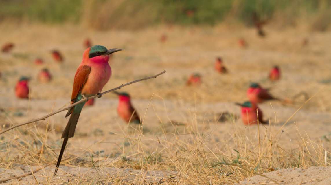 A Southern Carmine bee-eater perched on a twig in front of the rest of the colony