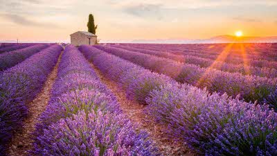 Lavender fields, Provence