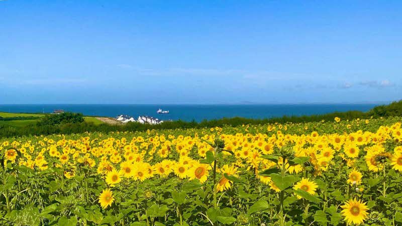 Beautiful field of bright yellow sunflowers under a clear blue sky with the calm sea in the backdrop