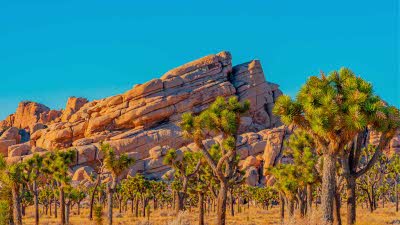 A clear blue sky above rock formations and trees in the desert