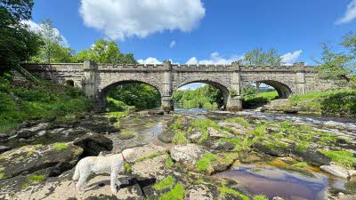 a small white dog looking at an arched stone bridge complete with crenellations