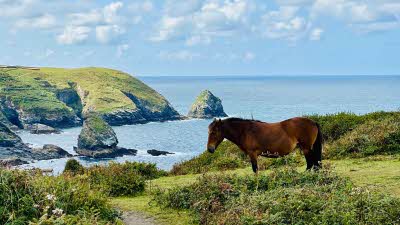 a pony grazing at the top of the hill where the coastal path winds down to the bay below