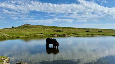 A small pony stood in the water taking a drink with a view of the Dartmoor Moors behind