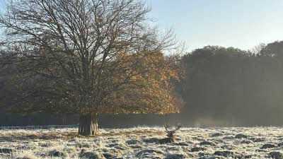 a stag rests beneath a tree on a frosty autumn morning in Richmond Park