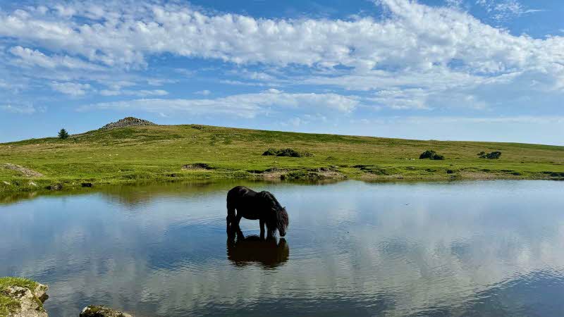 A small pony stood in the water taking a drink with a view of the Dartmoor Moors behind