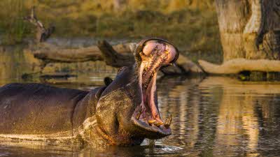 Hippo with mouth open wide in the Okavango river