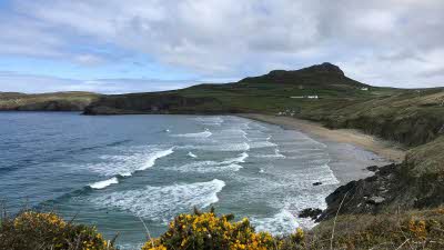 waves heading to shore at Whitesands Bay, taken from the cliff covered in gorse with yellow flowers