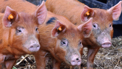 Longstretch Farm, WR11 7QH, Broadway, Worcestershire