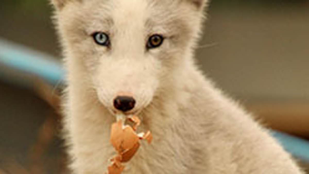 Lincolnshire Wildlife Park 15 discount The Caravan Club