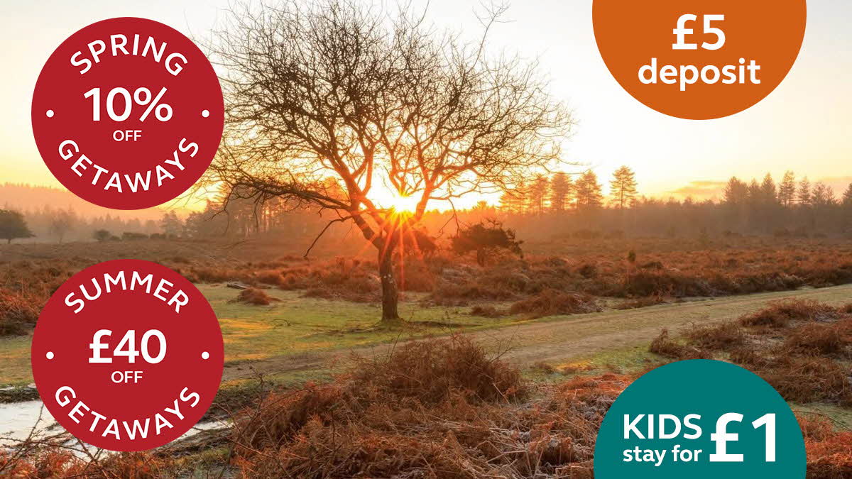 New Forest Centenary Club Campsite