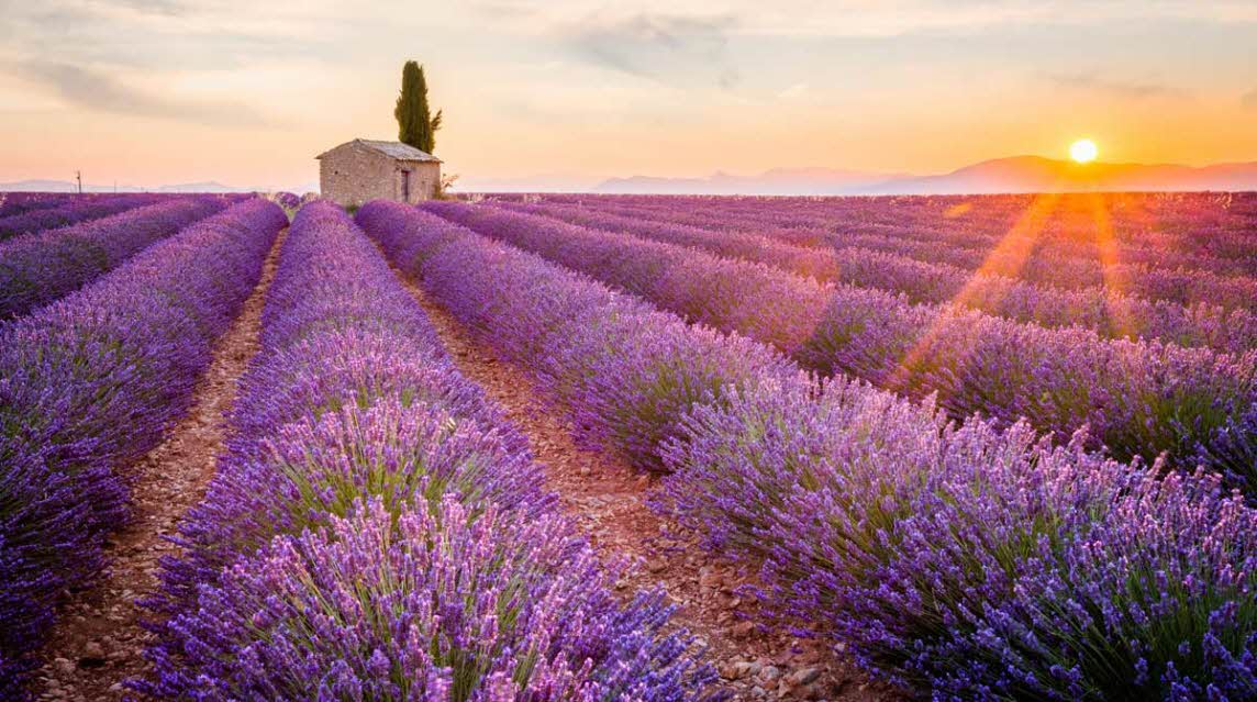 Lavender fields, Provence