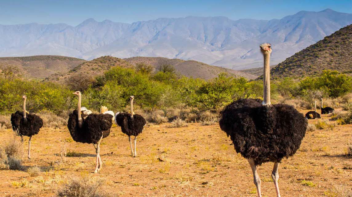 Four big ostriches on a sandy grassy opening with a background of high mountains fading in the distance
