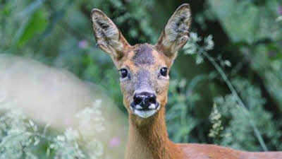 High Breame, YO15 1AA, CL