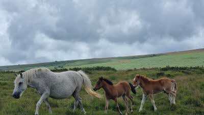 A grey pony and two foals following behind across the moors