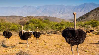 Four big ostriches on a sandy grassy opening with a background of high mountains fading in the distance