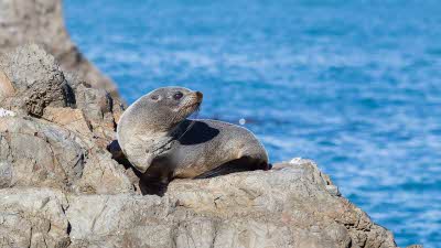 New Zealand fur seals sitting on rocks in Kaikoura