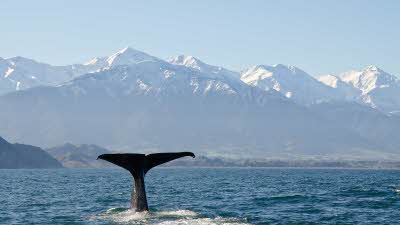 A large whale tail out of the water as the whale dives with large rocky snow capped mountains fading into the distance