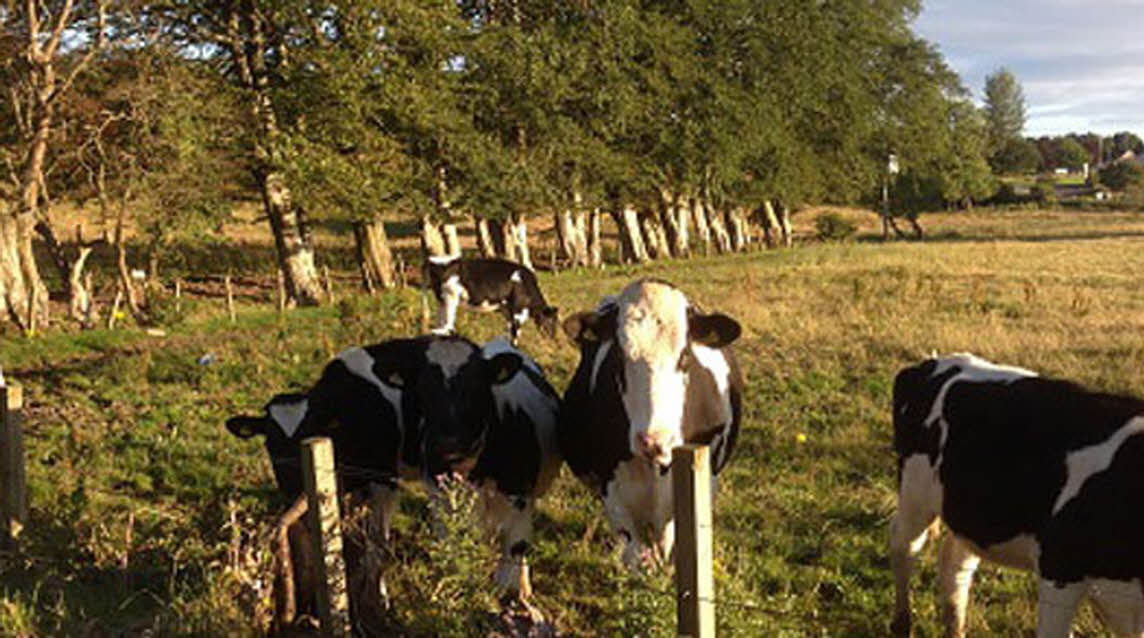 Collierhall Farm, ML11 9TU