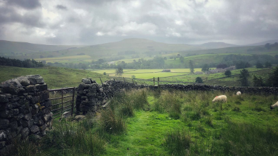 A misty view of fields with sheep grazing at Hawes in the Yorkshire Dales.