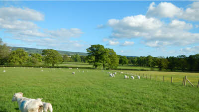 Gosford Park, EX11 1NA, CL owner, Ottery St Mary, Devon