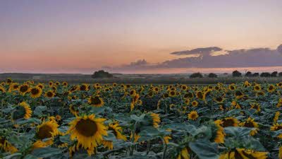 A field of sunflowers under a sunset sky