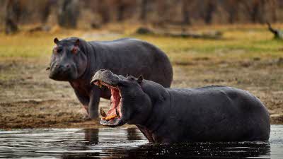 Hippos in the shallows in Botswana