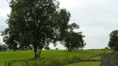 Middridge Meadows Livery, DL5 7JQ