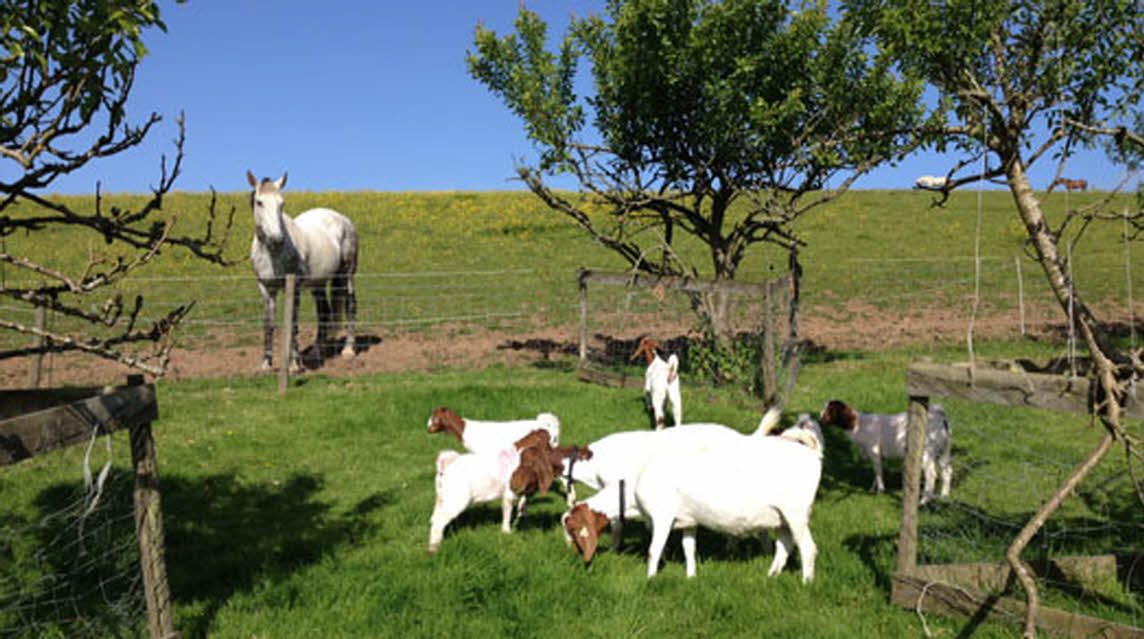 Rose Coombe Farm, EX13 8SY, Seaton, Devon