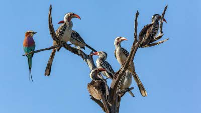 Hornbills and another bird perched in a dead tree on the Okavango Delta