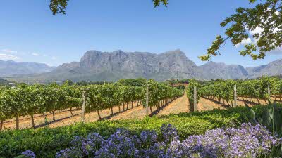 Rows of vines leading to big mountains in the distance under a blue sky with the image frames with flowers and tree branches in the foreground