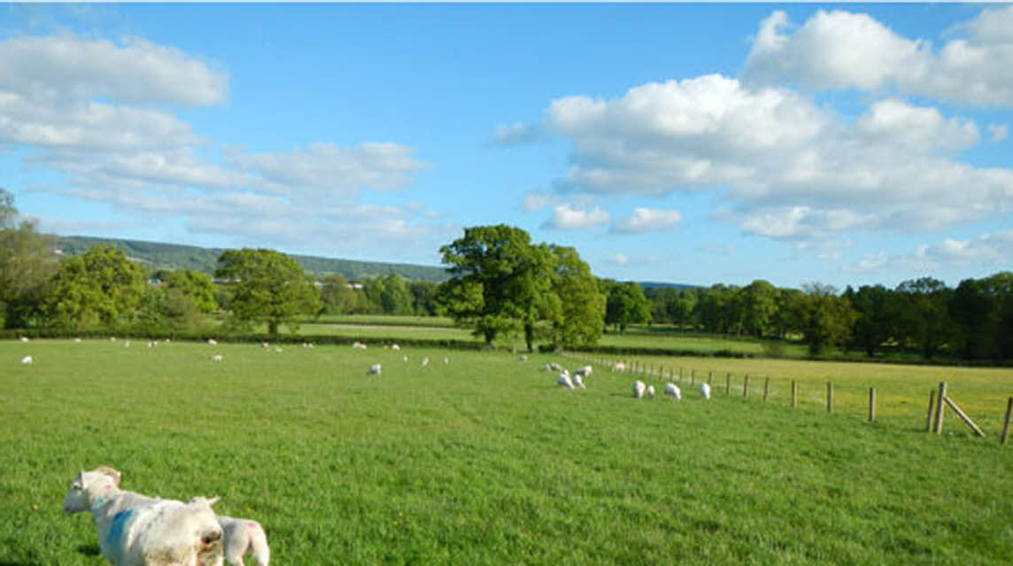 Gosford Park, EX11 1NA, CL owner, Ottery St Mary, Devon