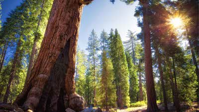 Close up of very tall and wide with the sun sun coming through between the trees trees in Sequoia Park California 
