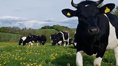 Offer image for: Wicton Farm - Wild Cow Experience - 10% discount