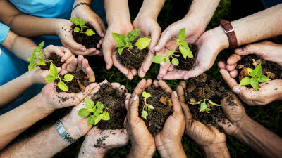 tree planting, trees, queens green canopy