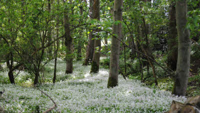 Partridge Cottage, DG1 3PB, CL