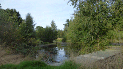 Deodara, NR31 9QS, CL