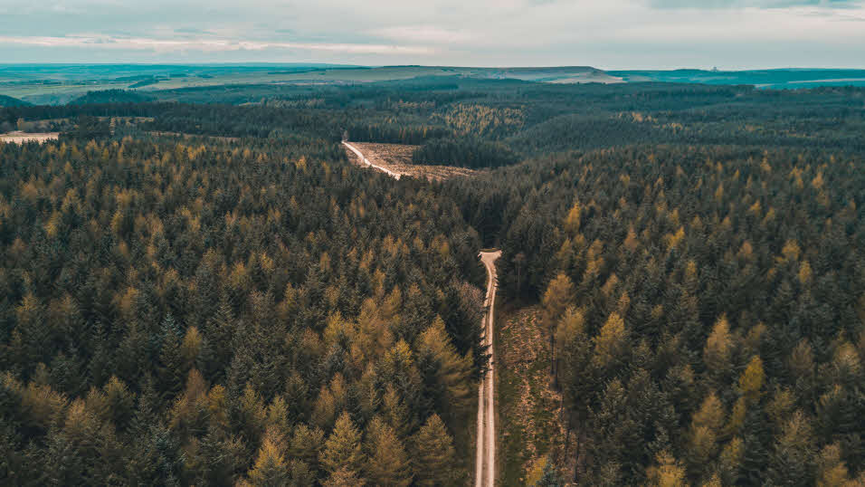 Road with trees from Dalby Forest on either side