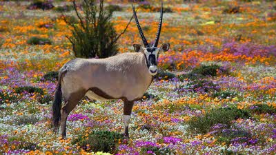 Oryx standing in an opening of beautiful colourful flowers South Africa.