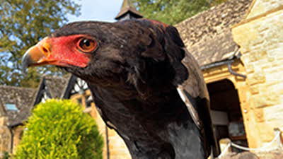 Offer image for: Cotswold Falconry Centre - Two for one