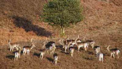 Furzehill Farm, SP6 2PT