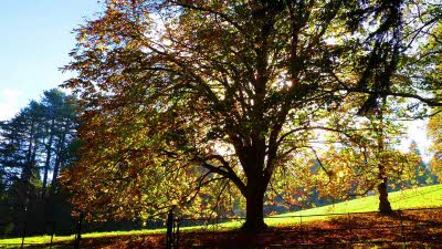 Sun shining through trees in Hestercombe Park