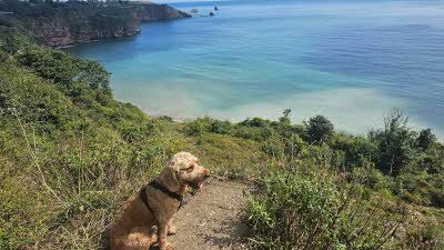 A view of a dog sitting on a grassy cliff top with a beautiful view of the turquoise waters below and into the distance on a lovely sunny day