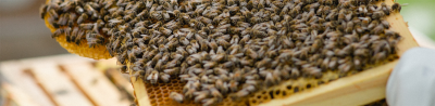 Hiver's London Beekeeping and Beer Tasting