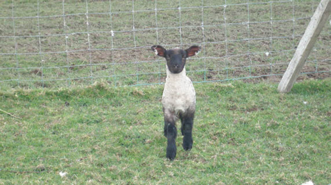Moorhaven Farm, PL15 9RL, Launceston, Cornwall
