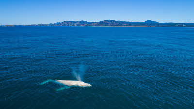 Shutterstock photo of whale at Coffs Coast, Australia