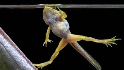 Close-up of a froglet breaking the surface of the water in a pond